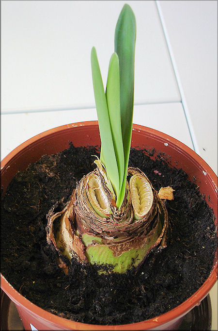 abgeschnittene Amaryllis