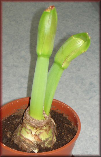 Amaryllis Orange Souvereign treibt aus