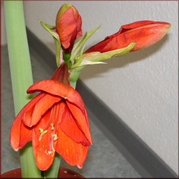 Amaryllis Orange Souvereign blht