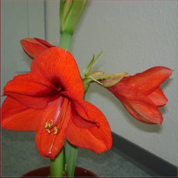 Amaryllis Orange Souvereign blht