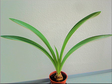Blätterwald der Amaryllis Souvereign Orange