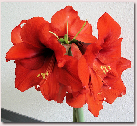 Das vollendete Amaryllis Blütenbouquet