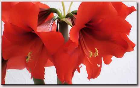 Eine Pracht so eine voll erblühte Amaryllis
