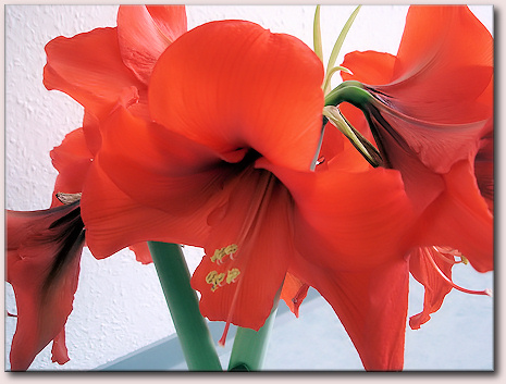 Amaryllis Blütenpracht