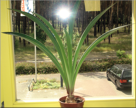 Riesenblätter der Amaryllis Orange Souvereign