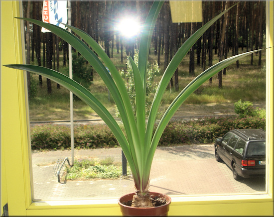 Riesenbltter der Amaryllis Orange Souvereign