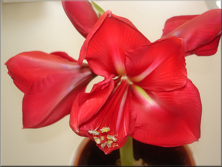 rötlich golddurchwirkte Amaryllis Susan Rosa