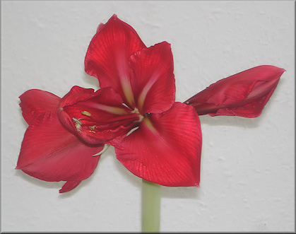 Zweite Amaryllis Susan Rosa