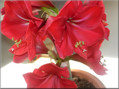 Nun steht die Amaryllis in voller Blüte