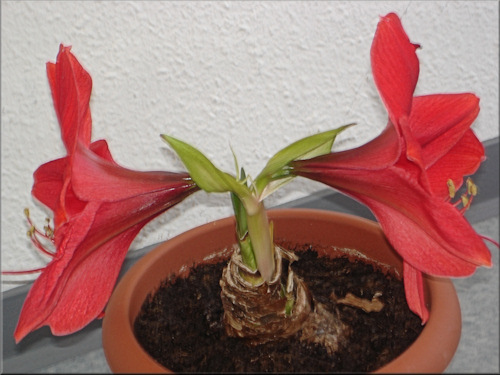 zwei Blüten aus der dritten Blütendolde der Amaryllis Susan Rosa