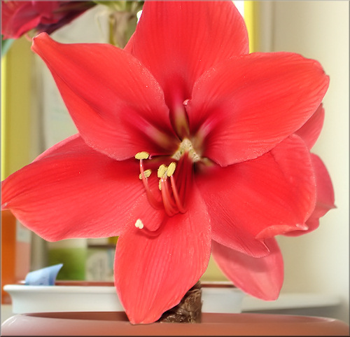 eine wunderschöne große Amaryllis Blüte mit sechs Blütenblättern