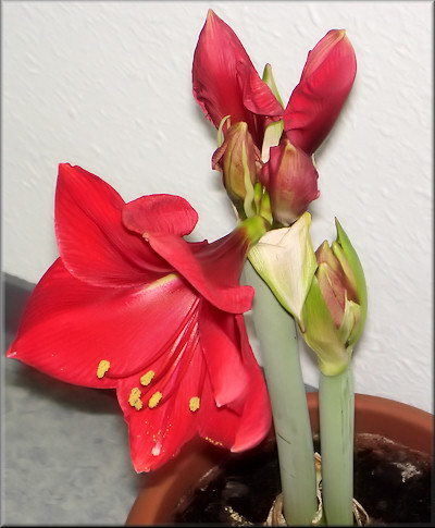 aufgeblühte Amaryllis Susan Rosa