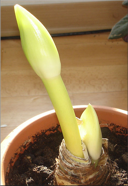 Amaryllis Susan Rose mit zwei Blütenansätzen - frisch eingetopft mit zwei Blü