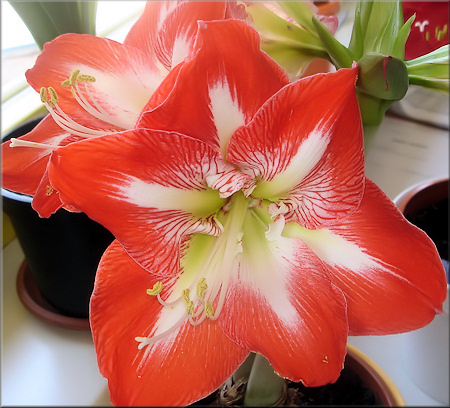 wunderschöne Blütenmuster der Amaryllis Minerva