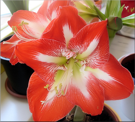 wunderschne Bltenmuster der Amaryllis Minerva