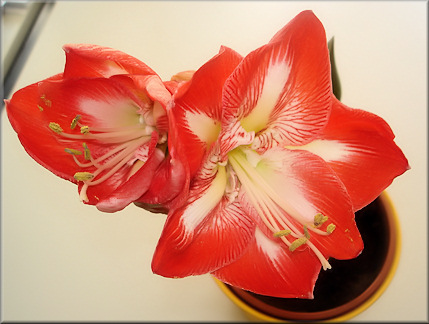 Amaryllis Minerva - Eine Blüte voll geöffnet