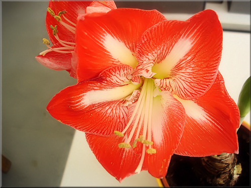 bezaubernde Blütenpracht der Amaryllis Minerva