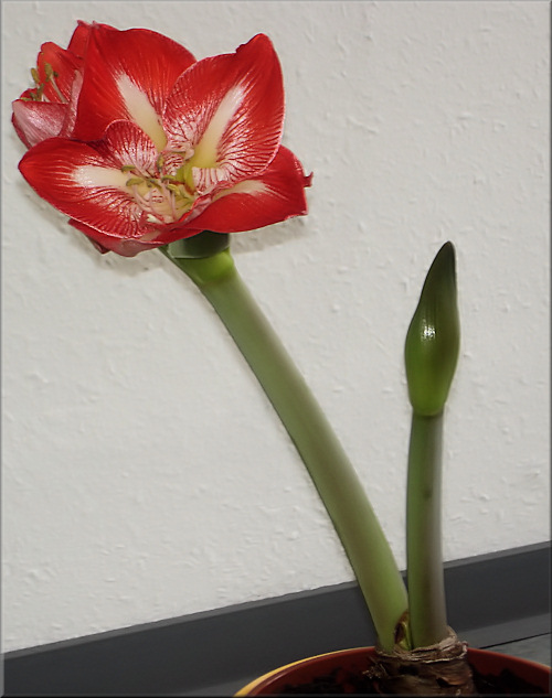 Amaryllis Minerva leicht schräg