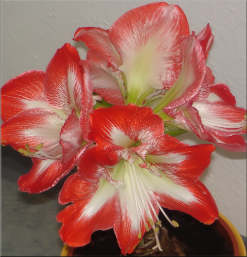 4 wunderschöne Blüten der Amaryllis Minerva