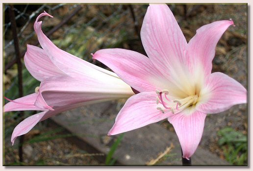 Amaryllis Belladonna - Belladonnalilie