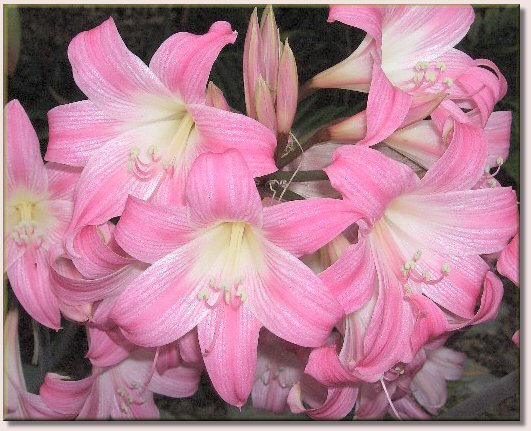 Amaryllis Belladonna / Belladonnalilie - Blten in voller Pracht