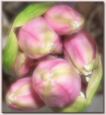 Amaryllis Belladonna / Belladonnalilie - Blütenknospen