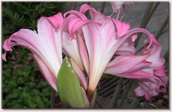 Amaryllis Belladonna / Belladonnalilie - eine wunderschne Bltendolde