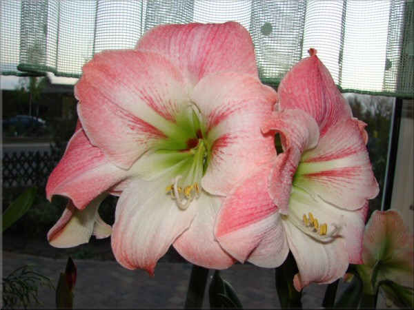 Amaryllis Apple Blossom