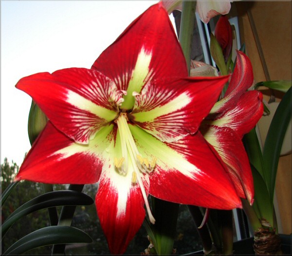 Amaryllis Minerva