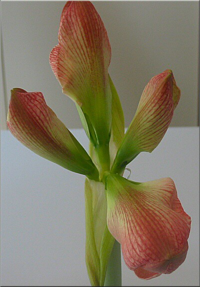 Amaryllis Charisma