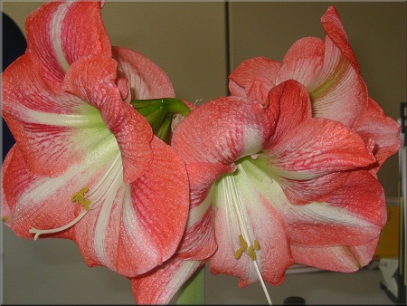 Amaryllis Charisma 2009