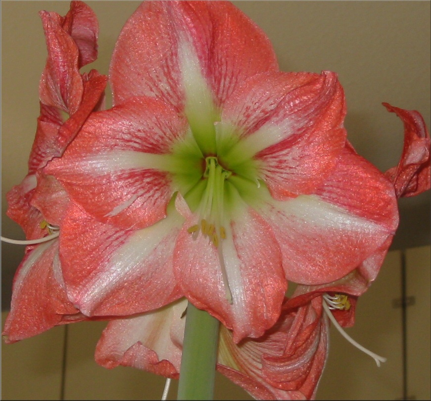 Amaryllis Charisma 2009 - extra gross Bild 03