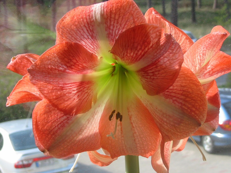 Amaryllis Charisma 2009 - extra gross Bild 01