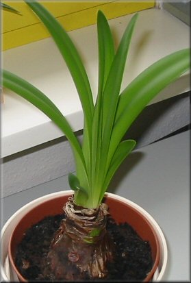 Blätter Amaryllis Charisma - weitere Bilder