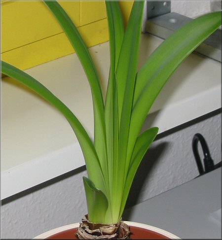 Blätter Amaryllis charisma
