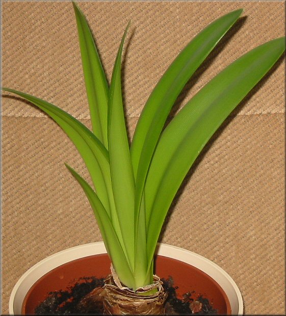 Blätter Amaryllis charisma