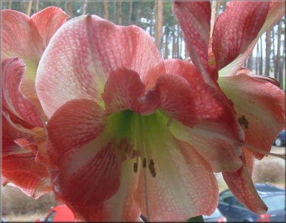 aufgeblhte Amaryllis Charisma