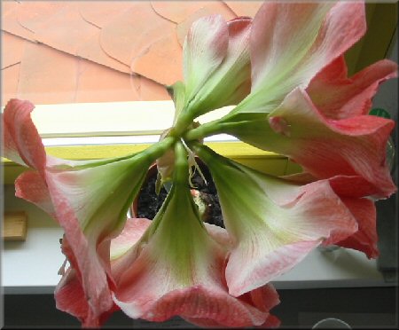 aufgeblhte Amaryllis Charisma von oben