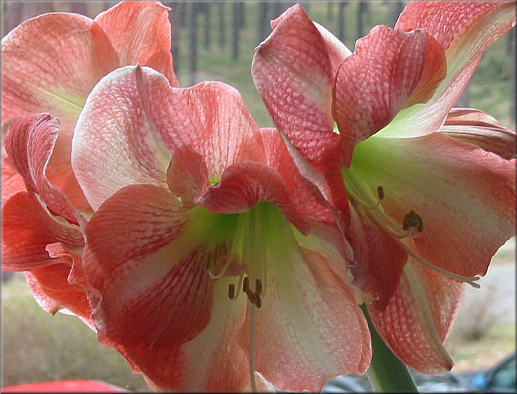 aufgeblhte Amaryllis Charisma - das schnste Foto