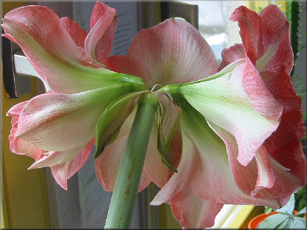 aufgeblhte Amaryllis Charisma von der hinteren Seite