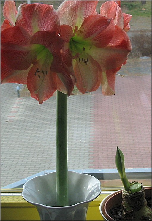 aufgeblühte Amaryllis Charisma und der neuen Blütenstengel