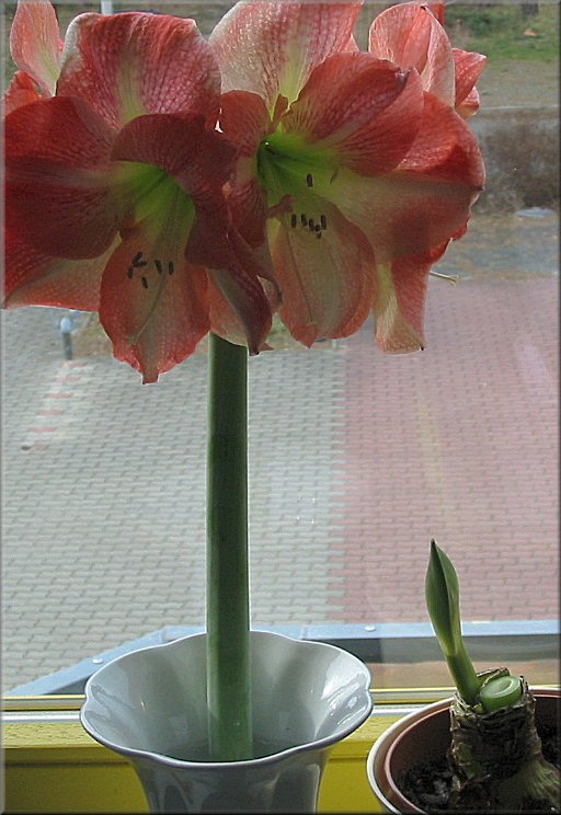 aufgeblhte Amaryllis Charisma und der neuen Bltenstengel