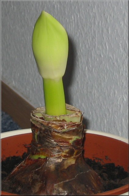 Amaryllis Minvera - frisch eingepflanzt