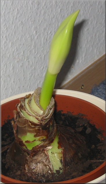 Amaryllis Minvera - frisch eingepflanzt