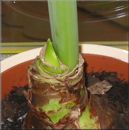 An der Zwiebel zeigt sich zaghaft eine zweite Amaryllis-Blüte