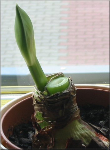 gekpfte Amaryllis wegen der zweiten Blten