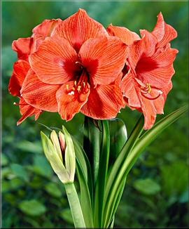 Amaryllis Apricot Beauty kaufen