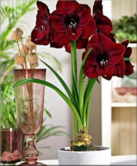 Amaryllis Black Pearl kaufen