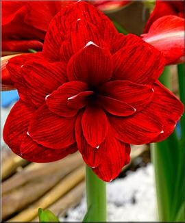 Amaryllis Double Dragon kaufen