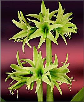 Amaryllis Evergreen kaufen